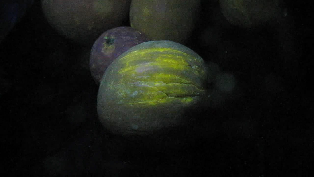 ,    . Lemons, mandarins and ultraviolet light