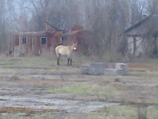   . Chernobyl exclusion zone