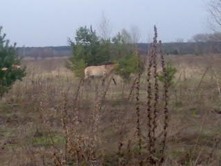   . Chernobyl exclusion zone