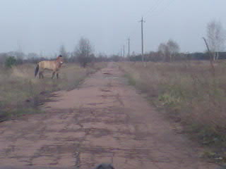   . Chernobyl exclusion zone