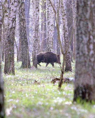   . Chernobyl exclusion zone