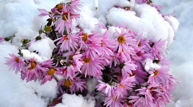 Snow on Aster