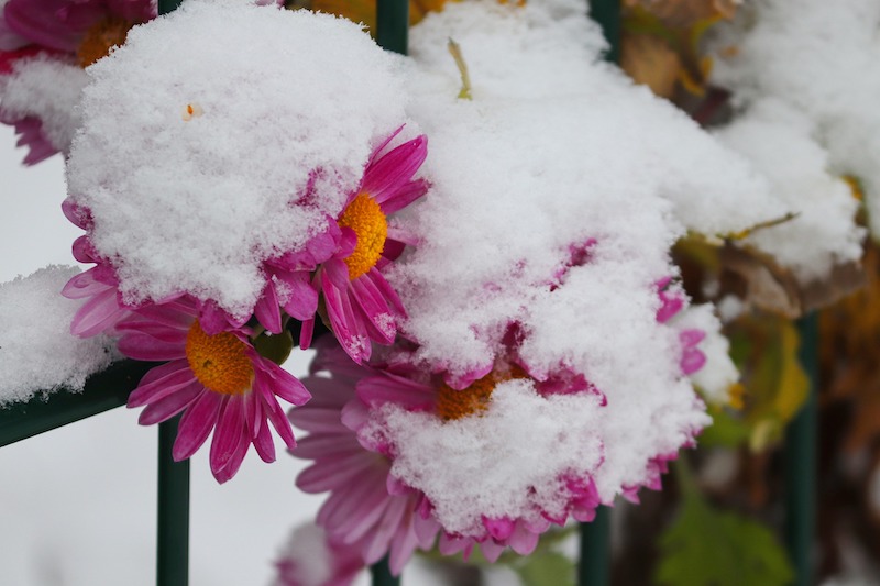 Snow on Aster