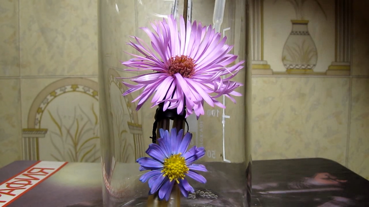 Aster amellus and ammonia