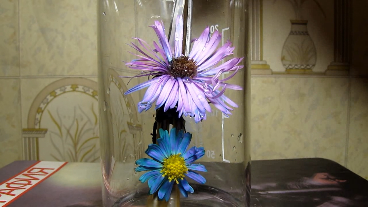 Aster amellus and ammonia