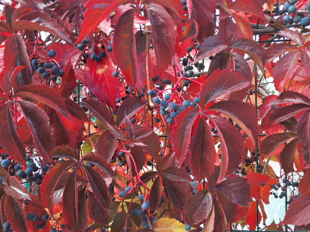 Red leaves of Parthenocissus quinquefolia and ammonia