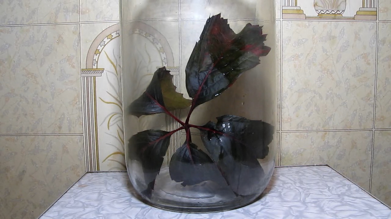 Red leaves of Parthenocissus quinquefolia and ammonia