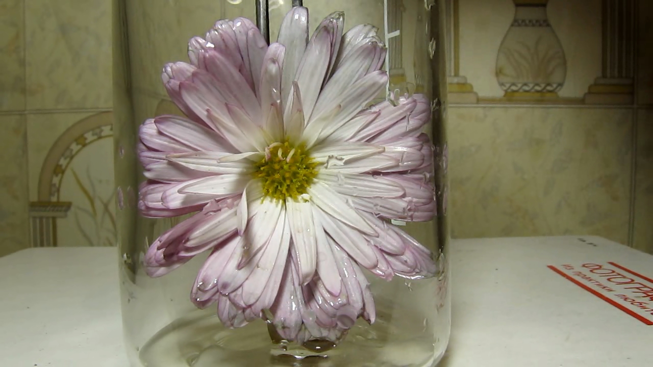 Pink chrysanthemum and ammonia