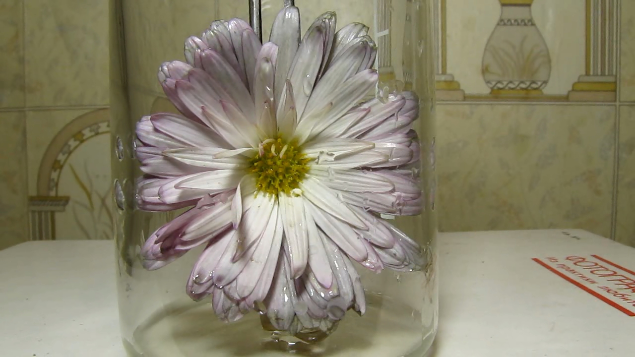 Pink chrysanthemum and ammonia