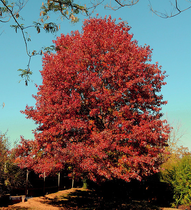 Quercus rubra (Northern red oak)