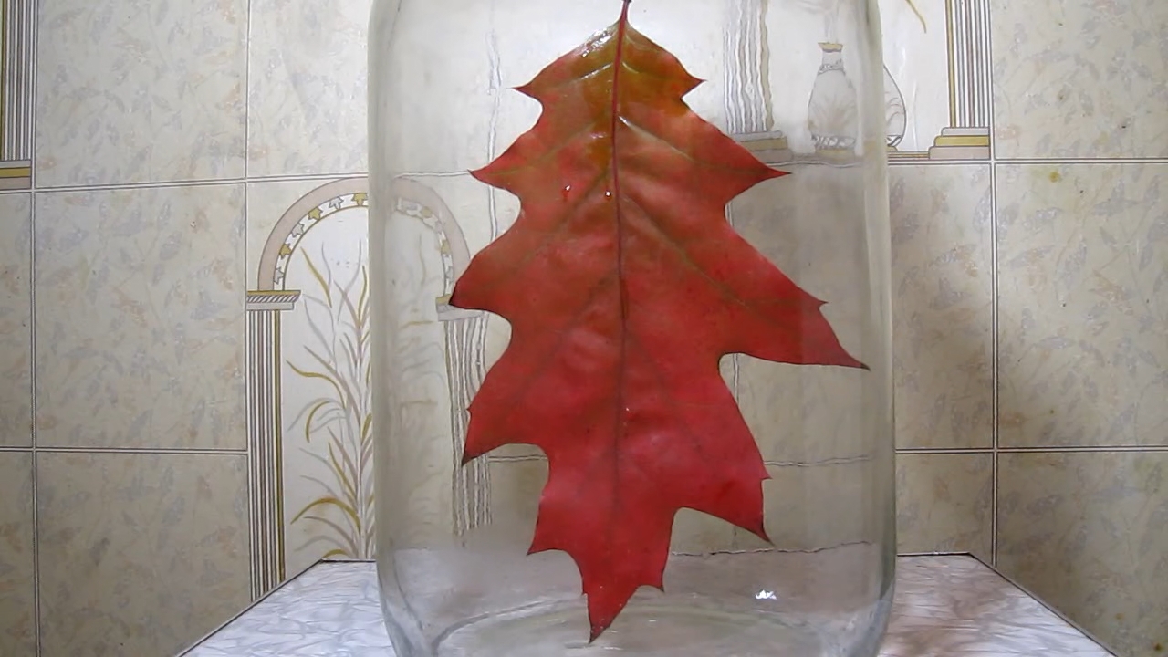 Red leaf of Quercus rubra (Northern red oak) and ammonia
