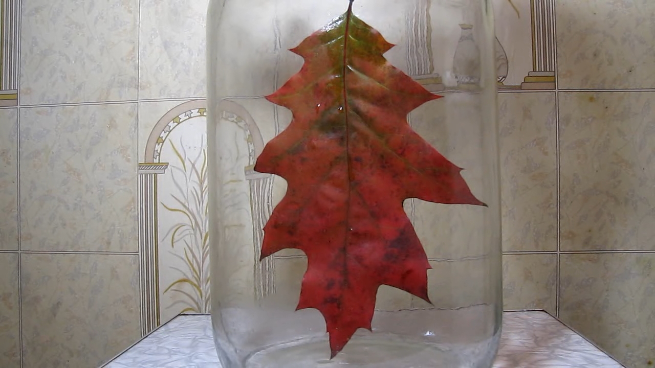 Red leaf of Quercus rubra (Northern red oak) and ammonia