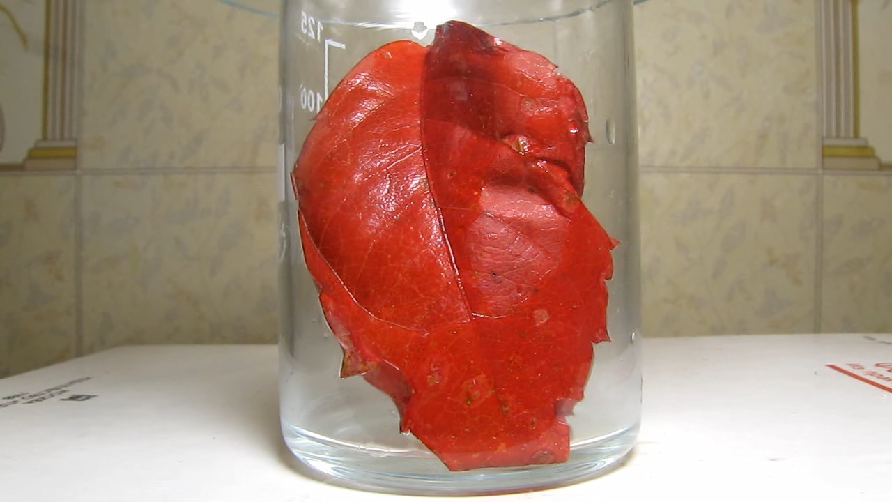 Red leaves of Parthenocissus quinquefolia, acetic acid and ammonia