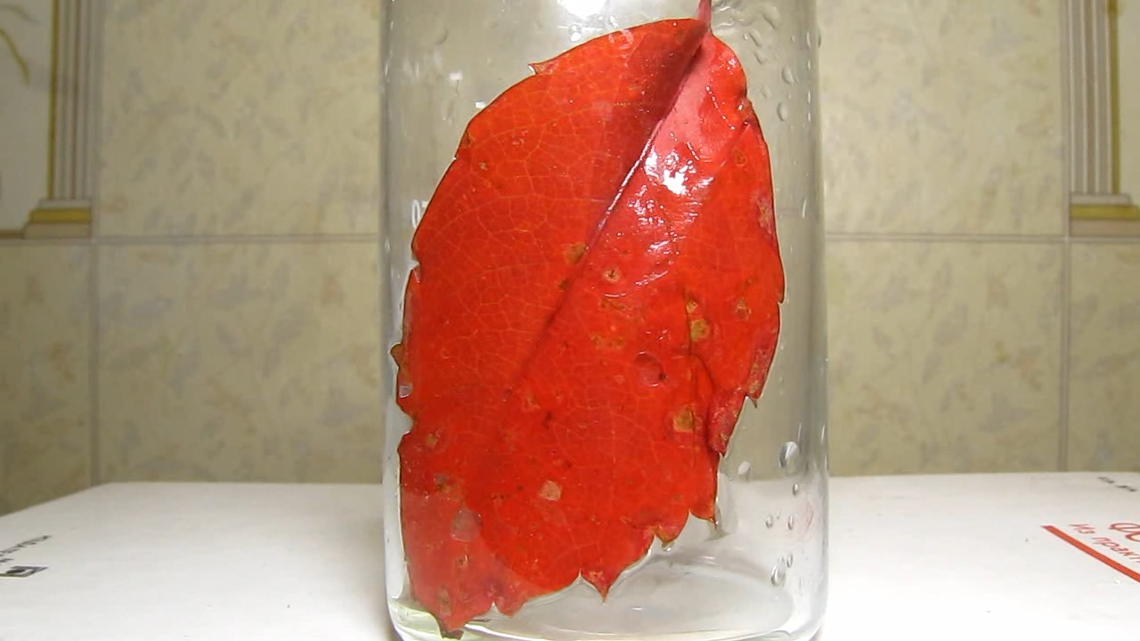 Red leaves of Parthenocissus quinquefolia, acetic acid and ammonia