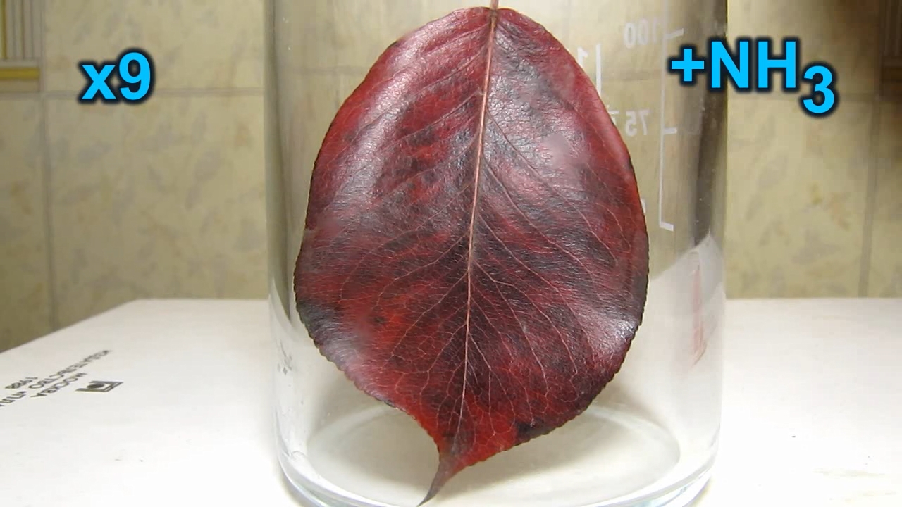 Red leaves of Pyrus communis, ammonia and acetic acid