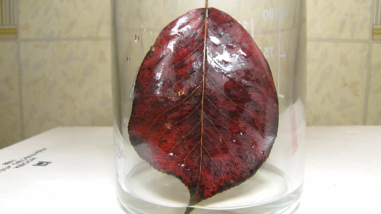 Red leaves of Pyrus communis, ammonia and acetic acid