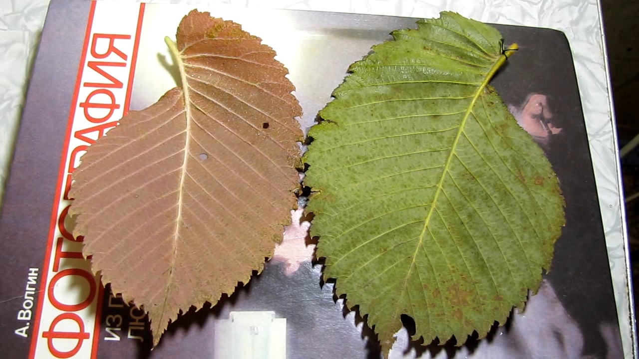 Burgundy autumn leaves become green (treatment of leaves of Ulmus laevis with ammonia)