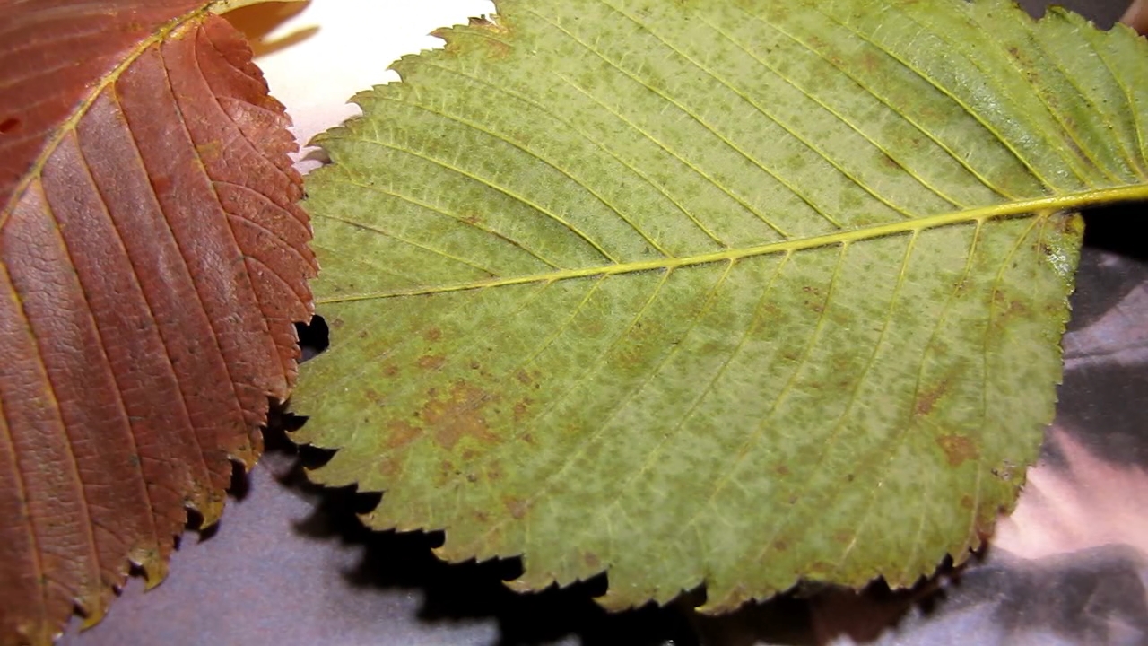 Burgundy autumn leaves become green (treatment of leaves of Ulmus laevis with ammonia)