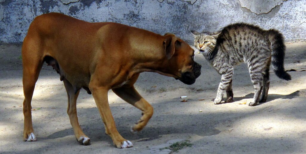 Cat-dog relationship
