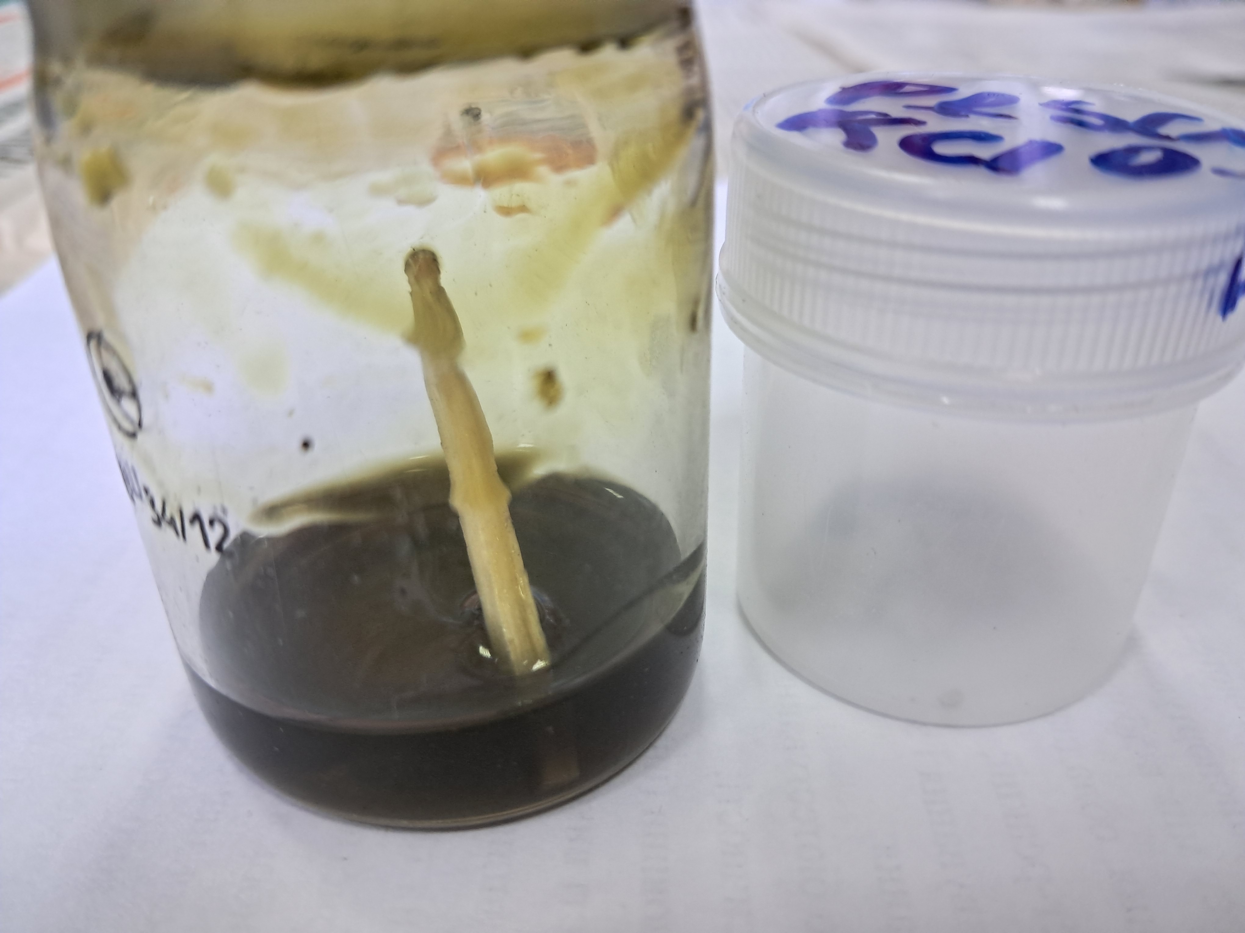 Lead(II) Thiocyanate and Potassium Chlorate: Homemade Matches