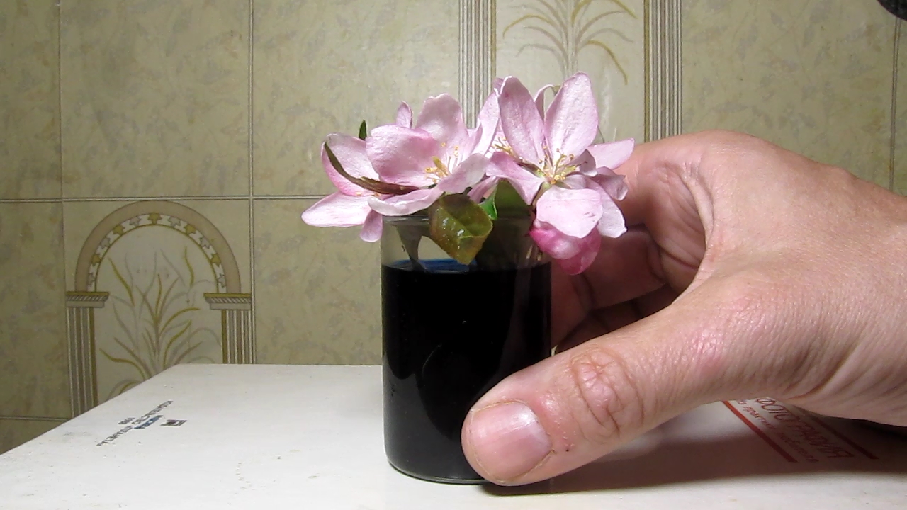 Does methylene blue dye white flowers?