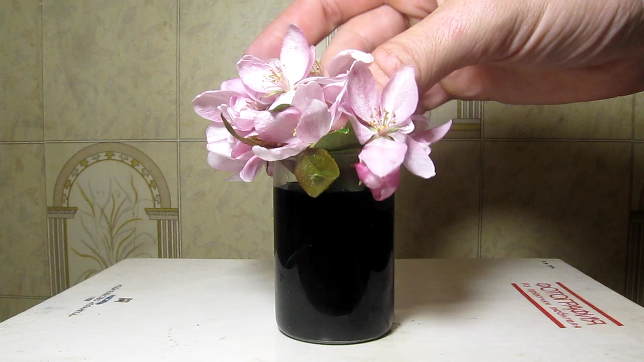 Does methylene blue dye white flowers?