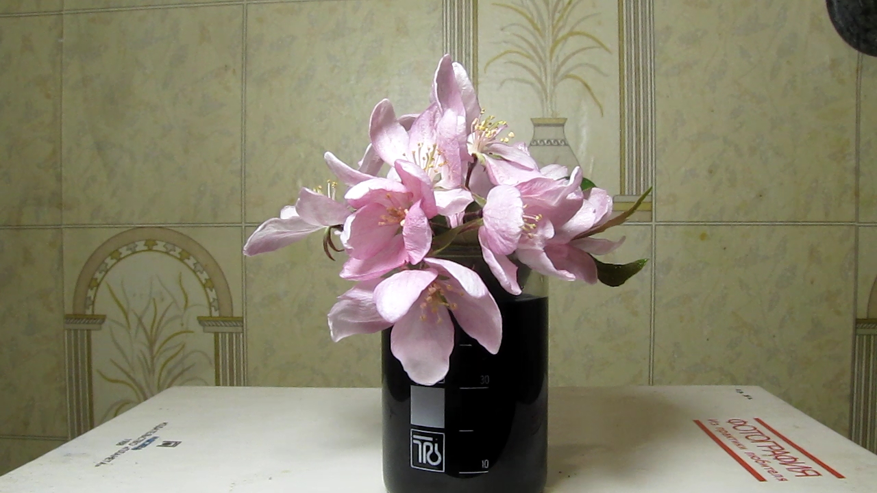 Does methylene blue dye white flowers?