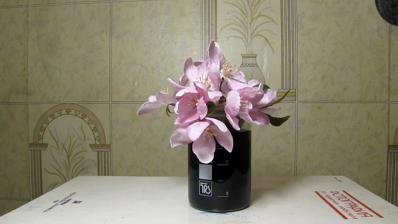 Does methylene blue dye white flowers?