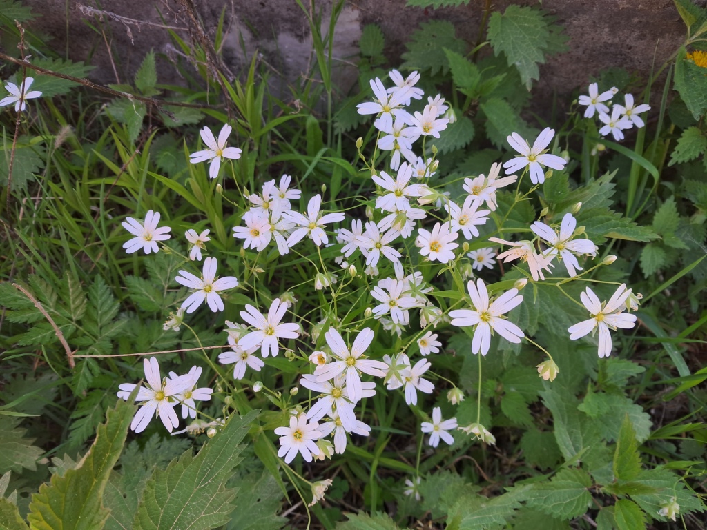 Does methylene blue dye white flowers?