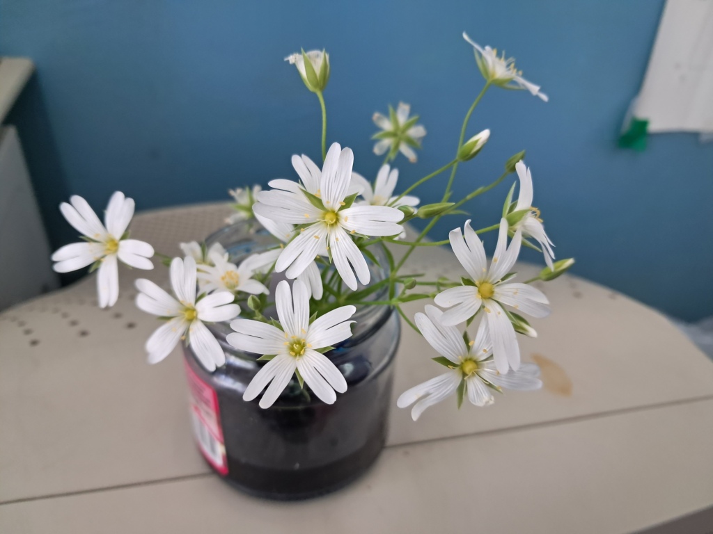 Does methylene blue dye white flowers?