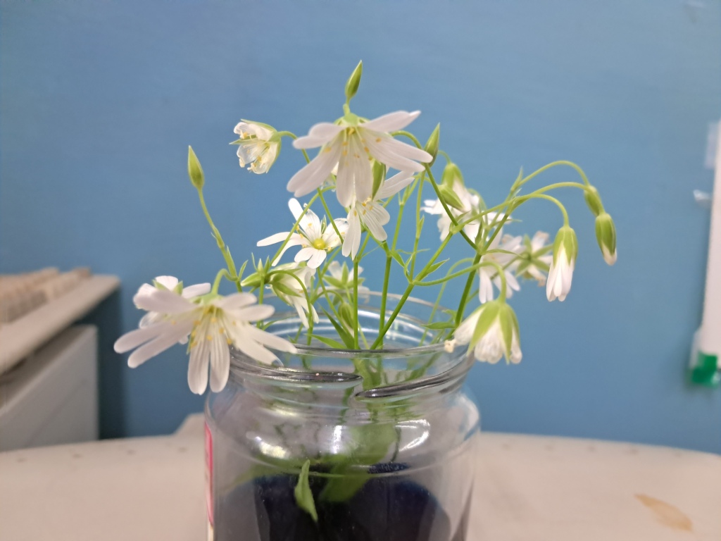 Does methylene blue dye white flowers?
