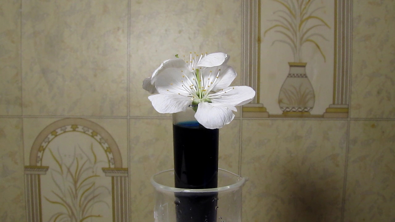 Does methylene blue dye white flowers?