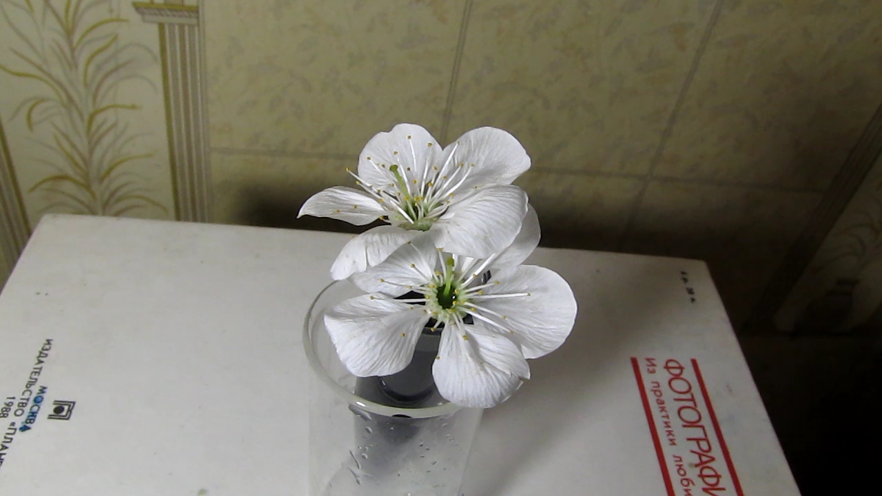 Does methylene blue dye white flowers?
