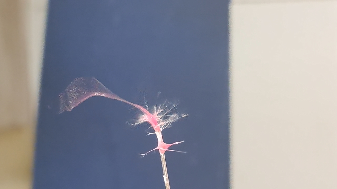 Electrospinning: Polyvinyl Chloride and Polystyrene