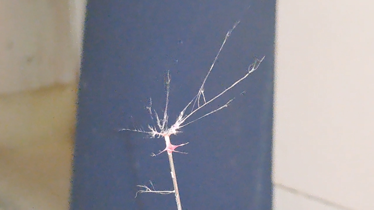 Electrospinning: Polyvinyl Chloride and Polystyrene