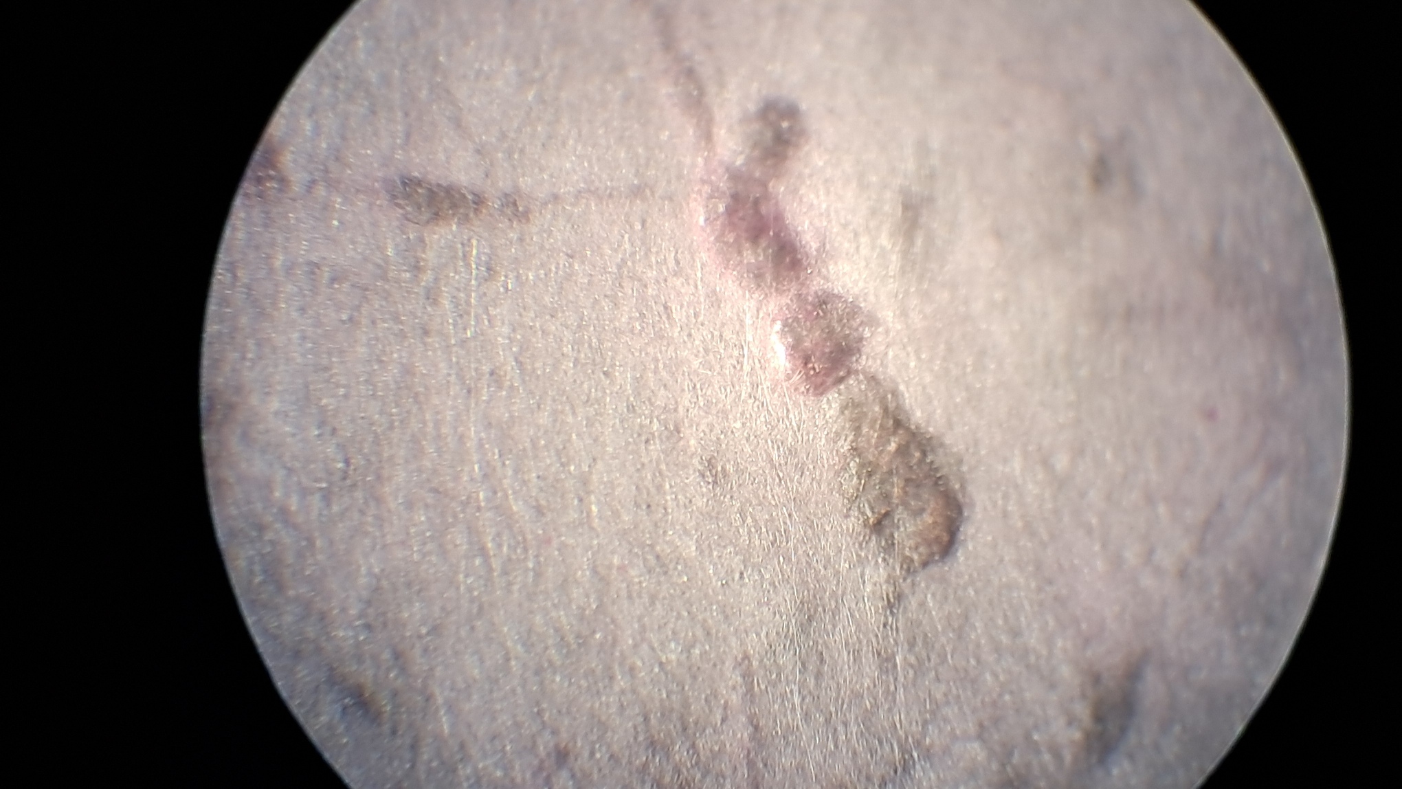 Electrospinning: Polyvinyl Chloride and Polystyrene