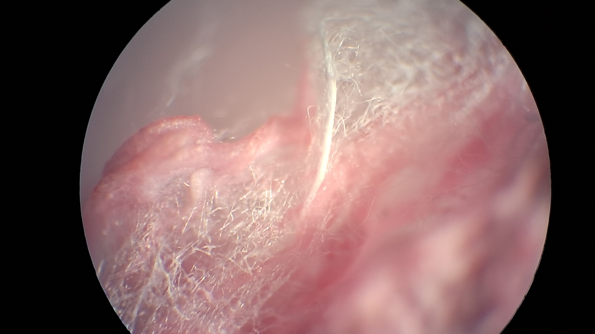 Electrospinning: Polyvinyl Chloride and Polystyrene