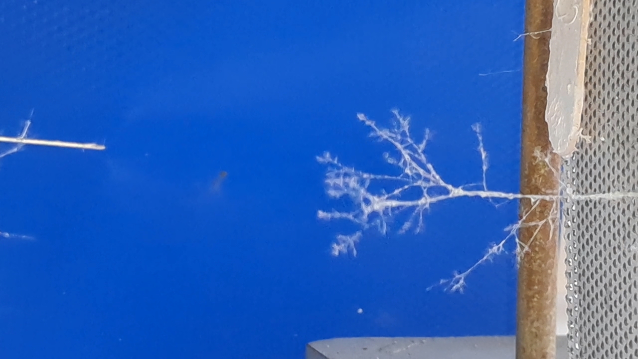 Electrospinning: Solution of PVDF in DMF