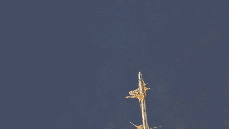 Electrospinning: Chitosan