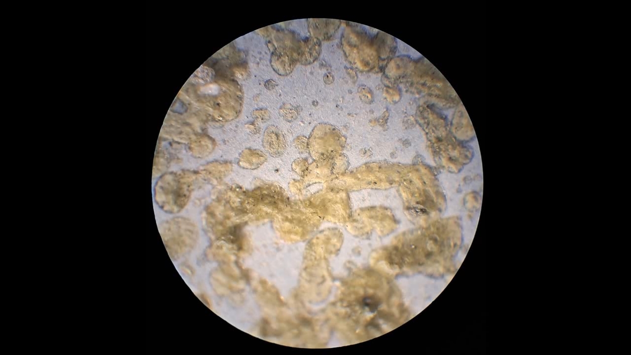 Electrospinning: Nitrocellulose