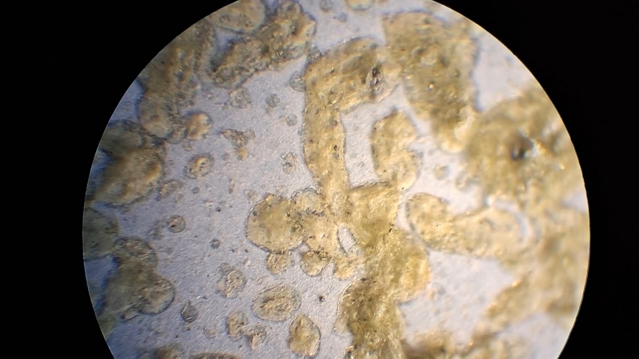 Electrospinning: Nitrocellulose