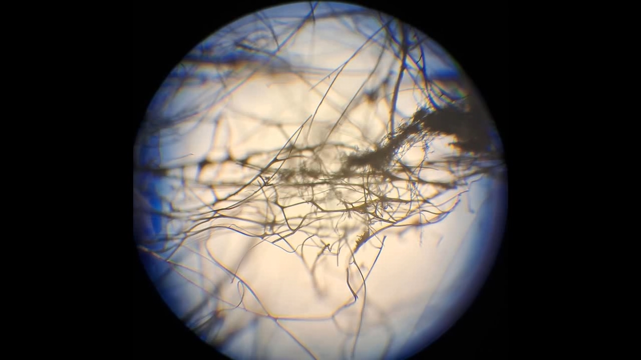 Electrospinning: Solution of Polymethyl Methacrylate (PMMA) in Methylene Chloride