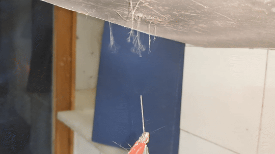 Electrospinning: Solutions of Polystyrene and Polyvinylidene Difluoride in Dimethylformamide