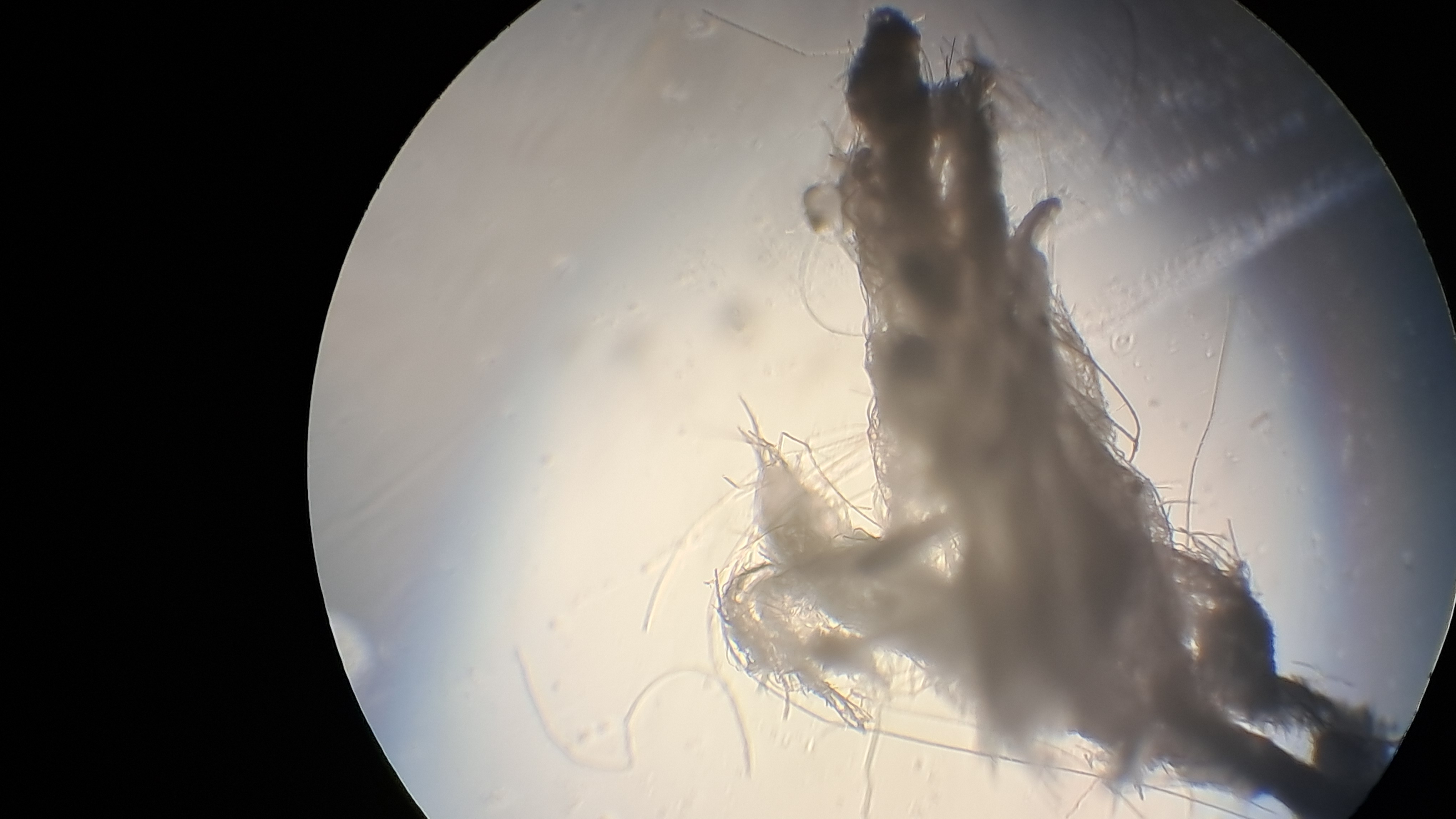 Electrospinning: Solutions of Polystyrene and Polyvinylidene Difluoride in Dimethylformamide