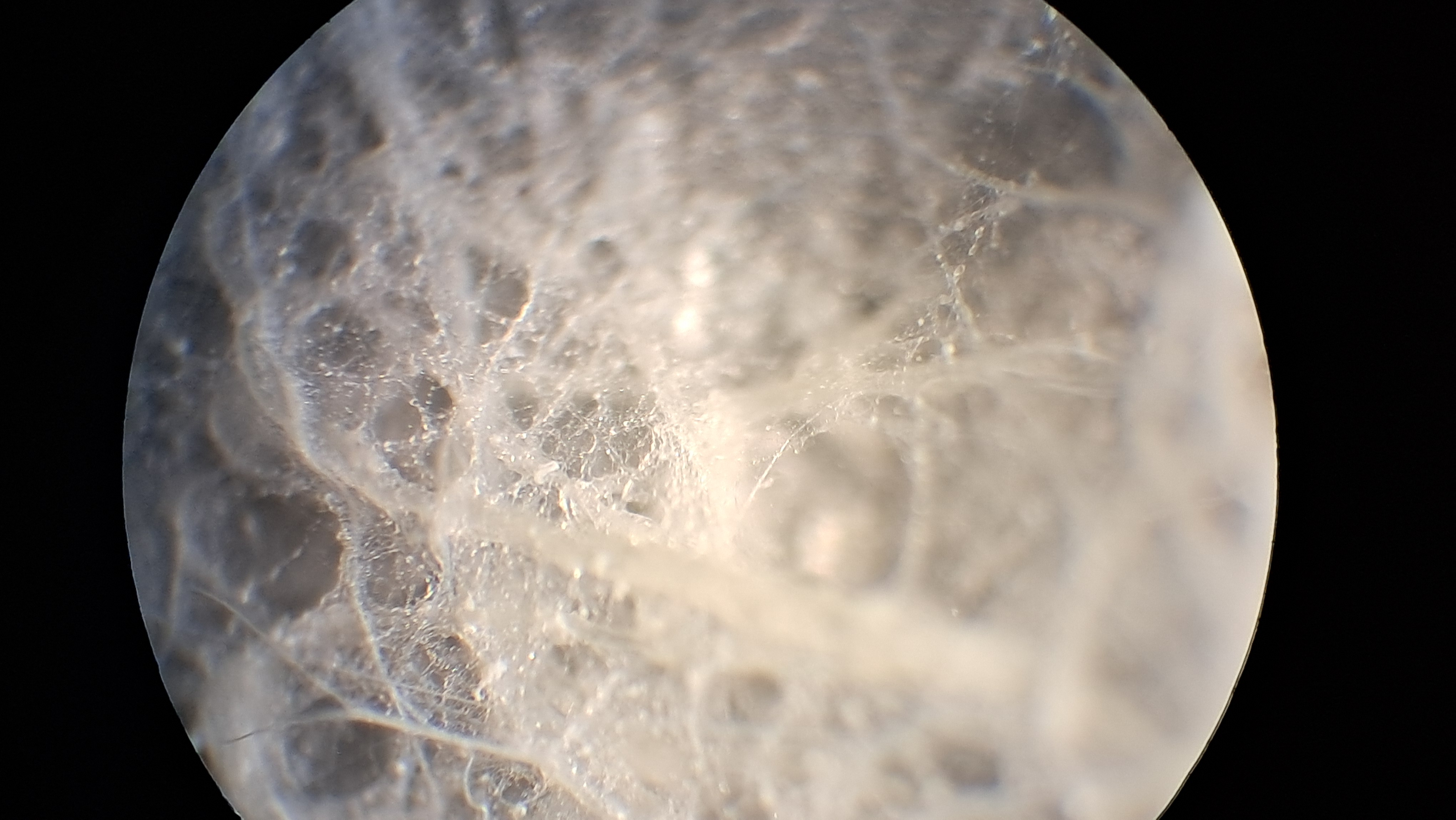 Electrospinning: Solutions of Polystyrene and Polyvinylidene Difluoride in Dimethylformamide