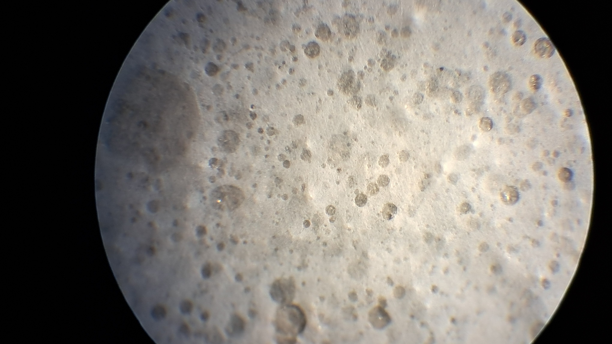 Electrospinning: Polyvinyl Alcohol