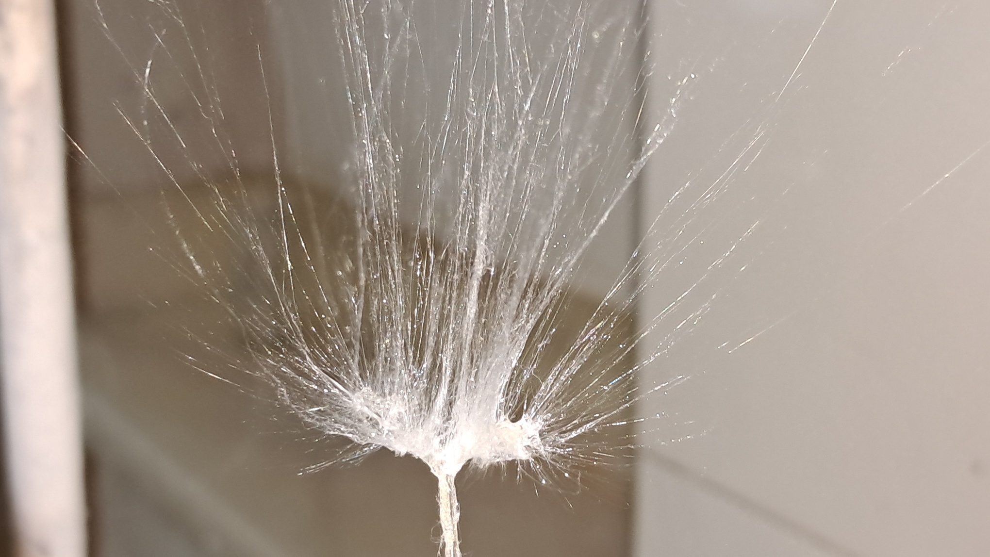 Electrospinning: Solution of Polystyrene in Surrogate Acetone