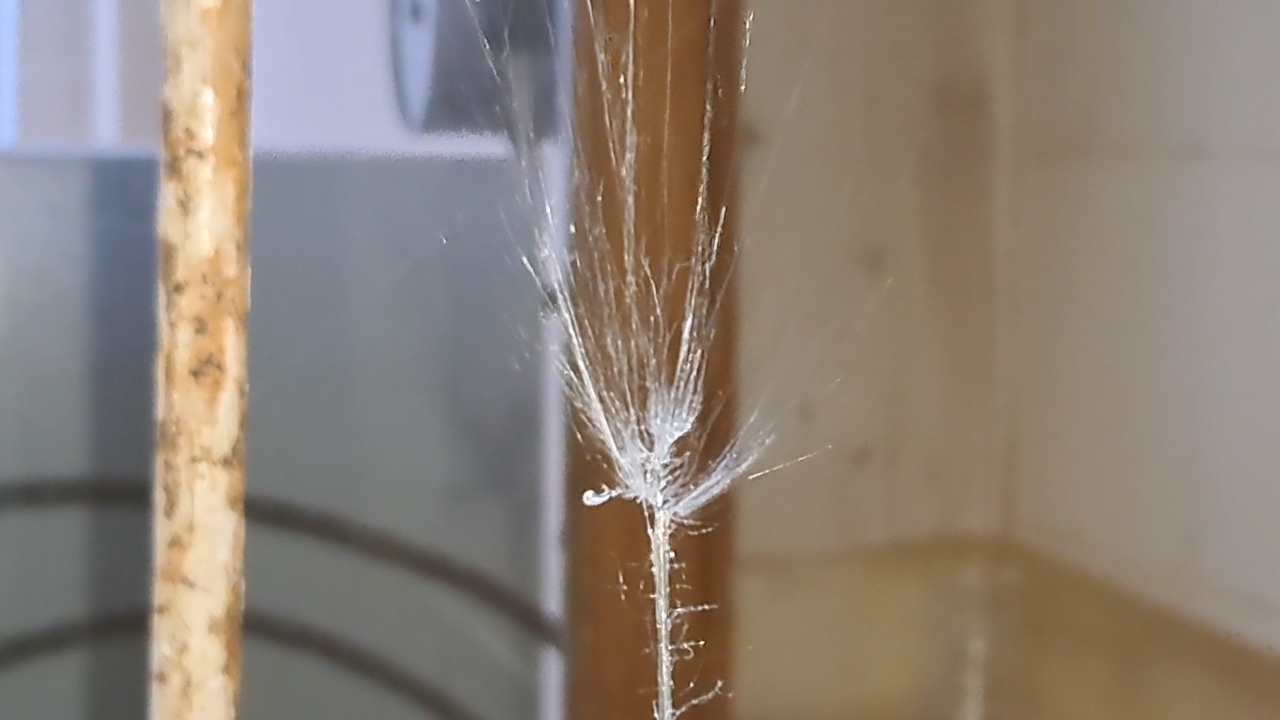 Electrospinning: Solution of Polystyrene in Surrogate Acetone