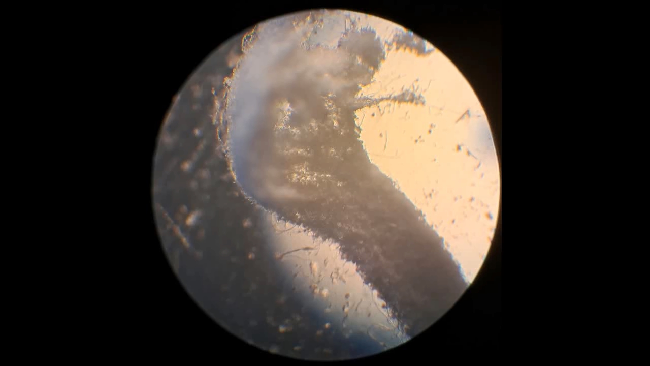 Electrospinning: Solution of Polystyrene in Tetrahydrofuran