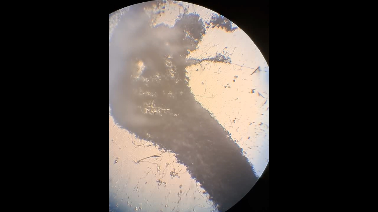 Electrospinning: Solution of Polystyrene in Tetrahydrofuran